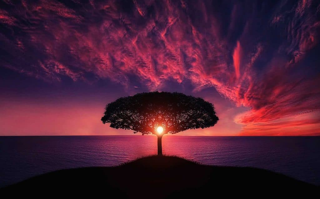 Baum bei untergehender Sonne in lila leuchtenden Abendhimmel
